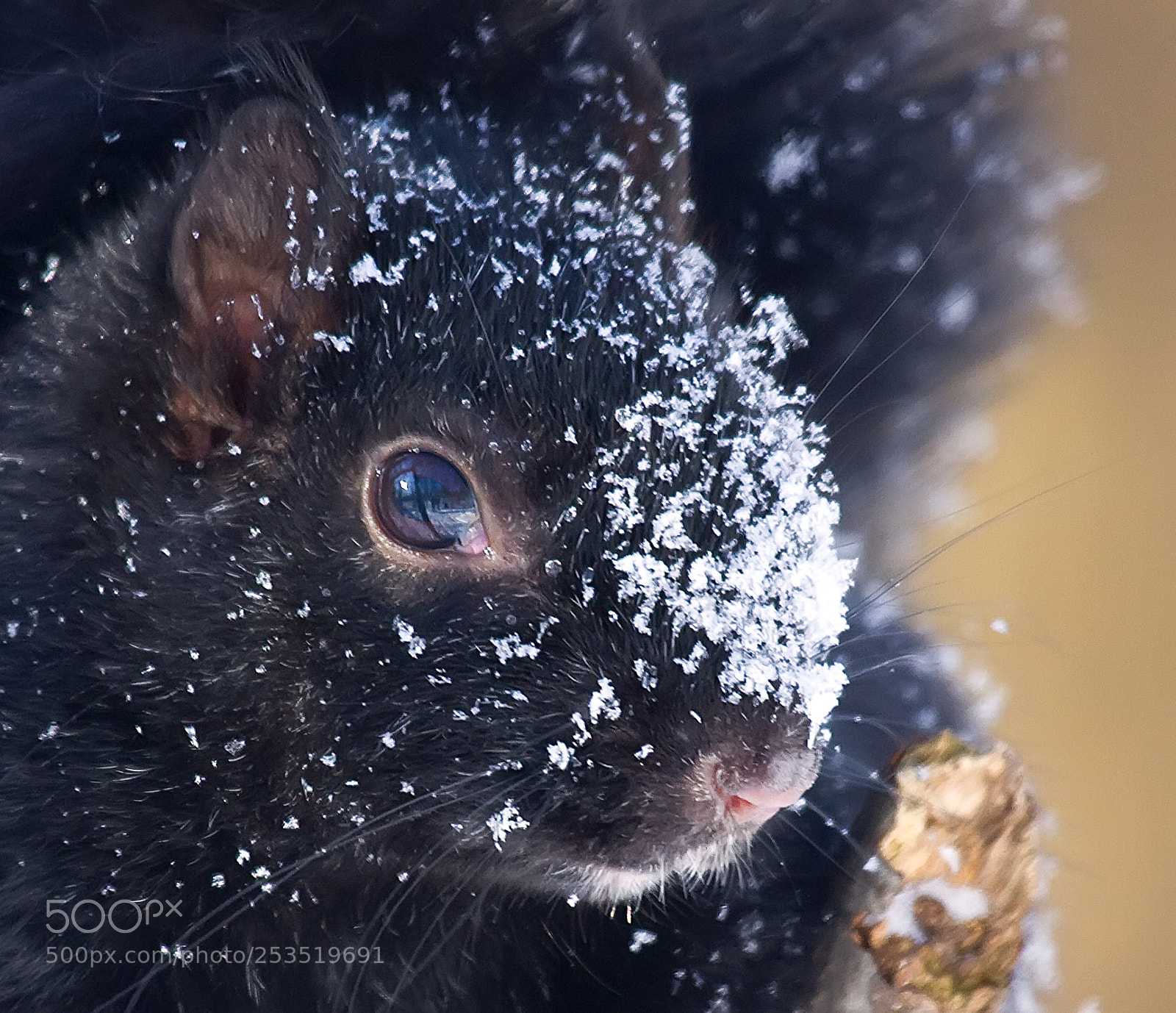 Canon EOS 40D sample photo. Gray squirrel photography