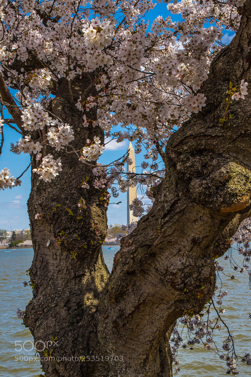 Canon EOS 6D Mark II sample photo. Cherry blossoms photography
