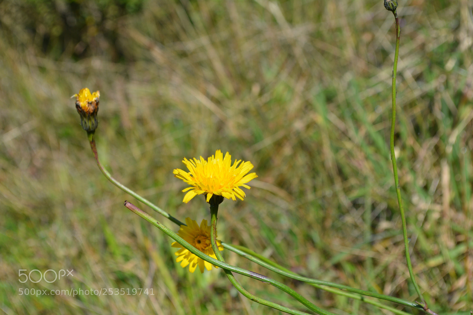 Nikon D5200 sample photo. Flores do campo photography