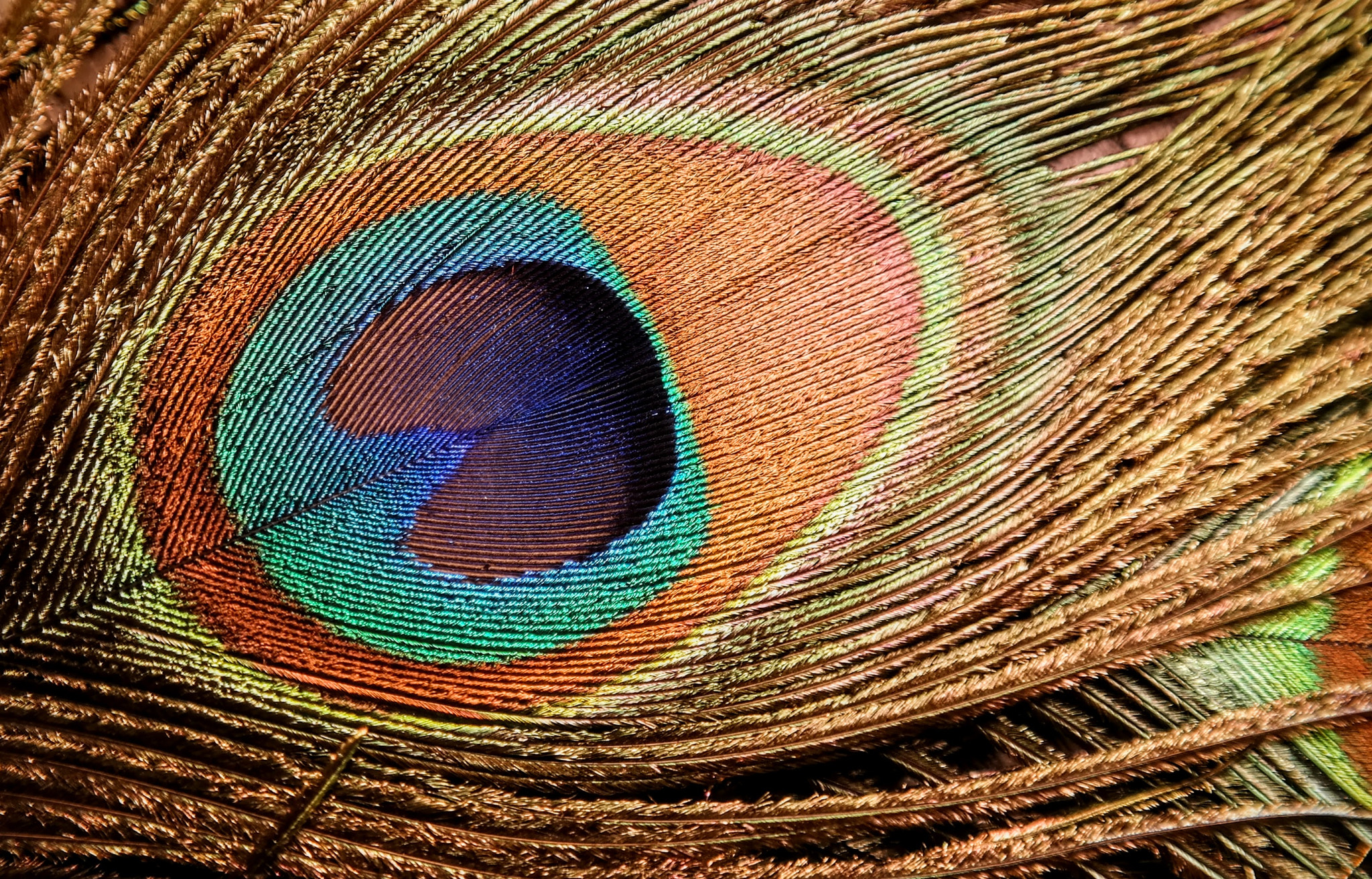 Samsung NX300M sample photo. Detail of a peacock feather photography