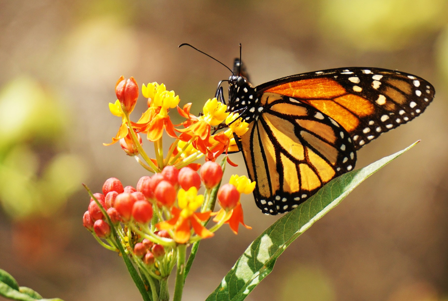 Sony E 55-210mm F4.5-6.3 OSS sample photo. Monarch butterfly on flower larrys home closeup () photography