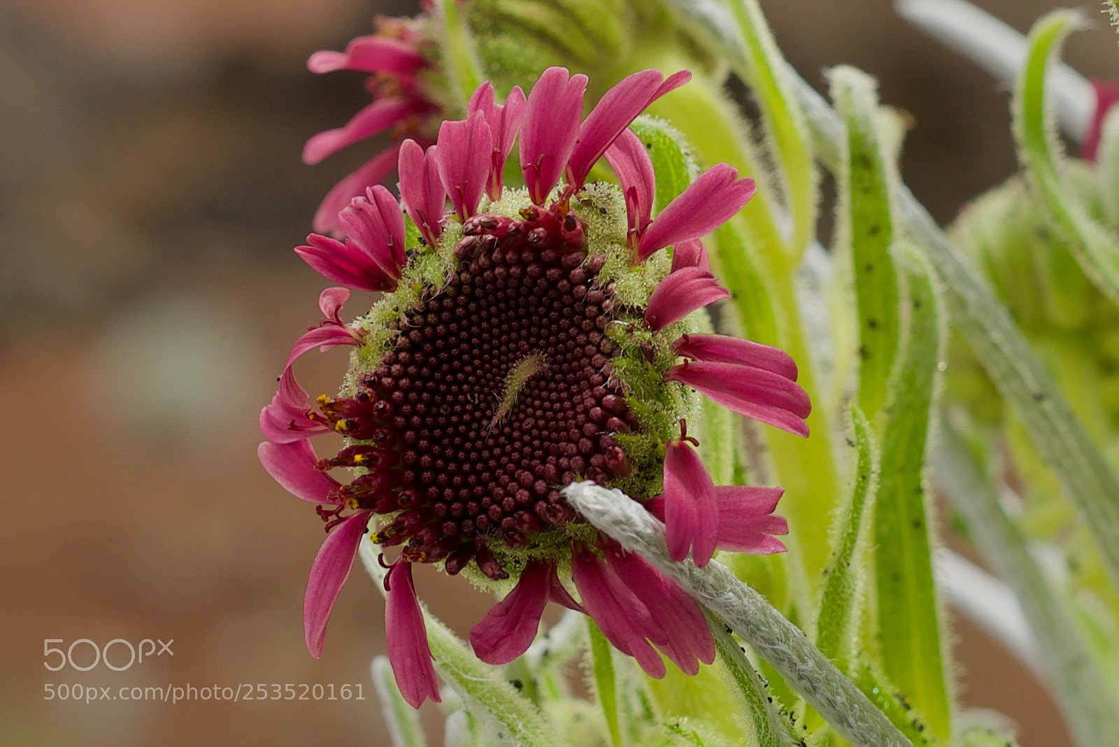 Nikon D600 sample photo. Mountain plant on haleakala photography