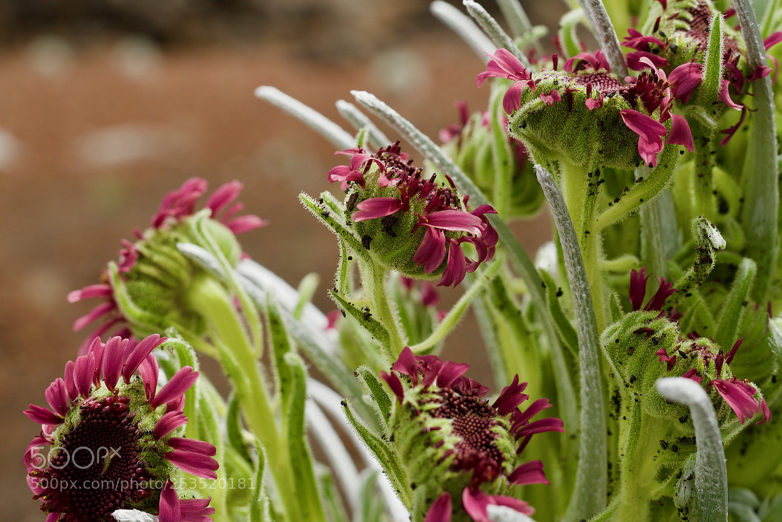 Nikon D600 sample photo. Mountain plant on haleakala photography