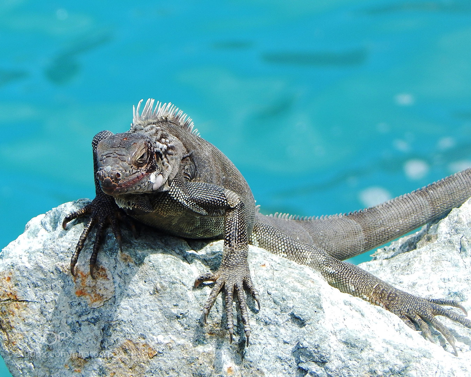 Nikon Coolpix L830 sample photo. Ha cruise chameleon st photography