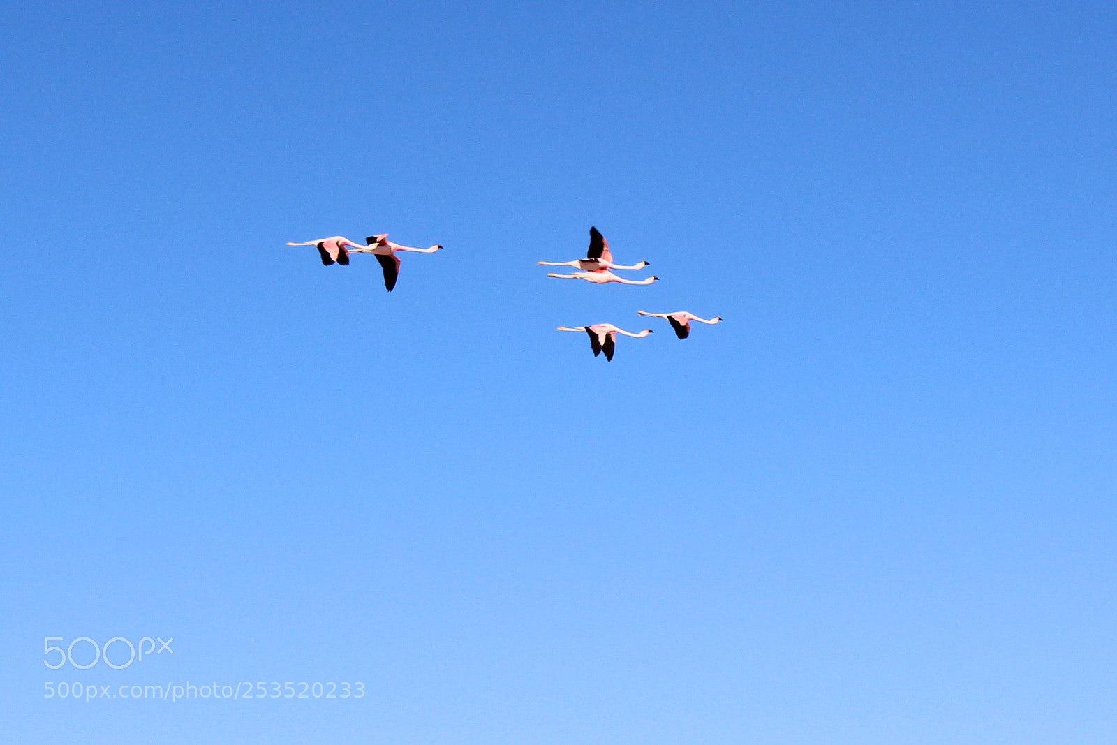 Canon EOS 1200D (EOS Rebel T5 / EOS Kiss X70 / EOS Hi) sample photo. Flamencos al vuelo photography