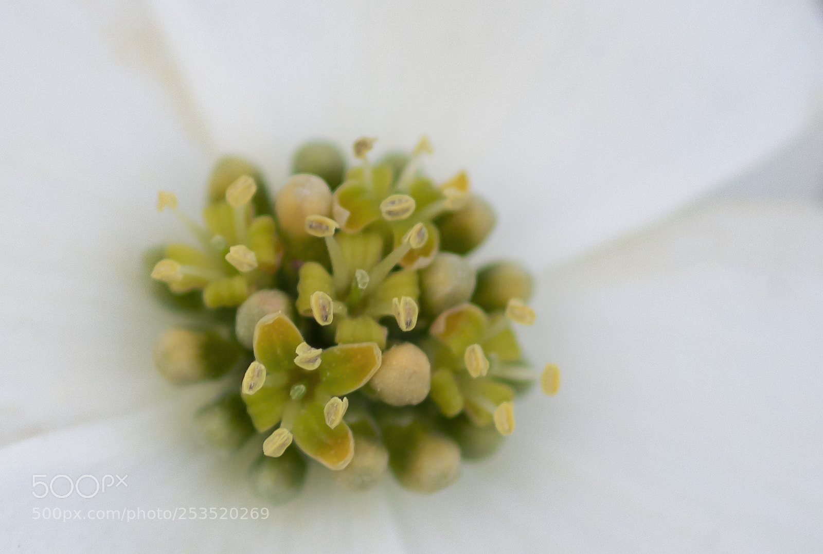 Sony a7R III sample photo. Eye of dogwood blossom photography