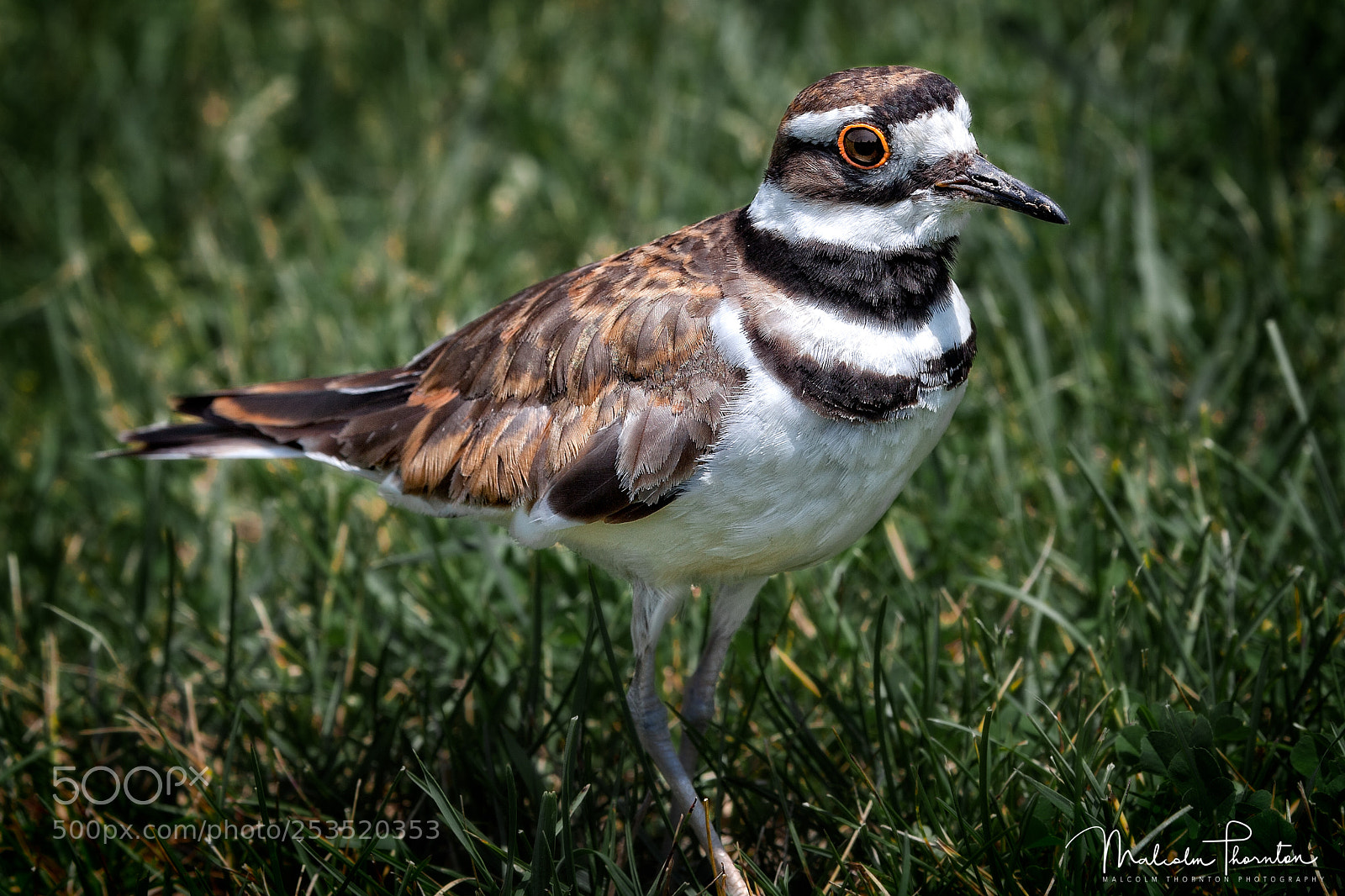 Canon EOS 5D Mark II sample photo. Killdeer photography