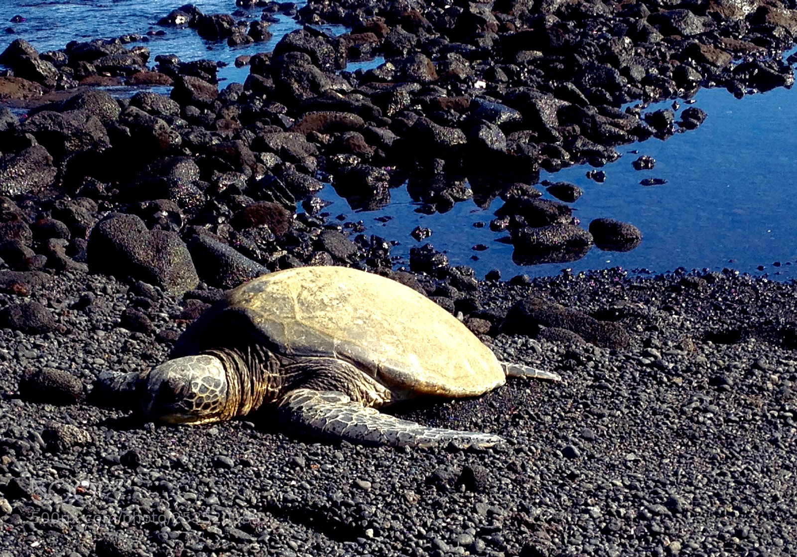 Apple iPhone 4S sample photo. Sea turtle photography