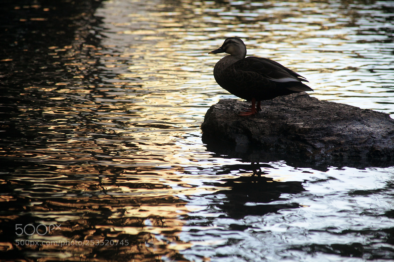 Canon EOS 5D Mark II sample photo. 夕暮れ時　 dusk,  lonely duck. photography