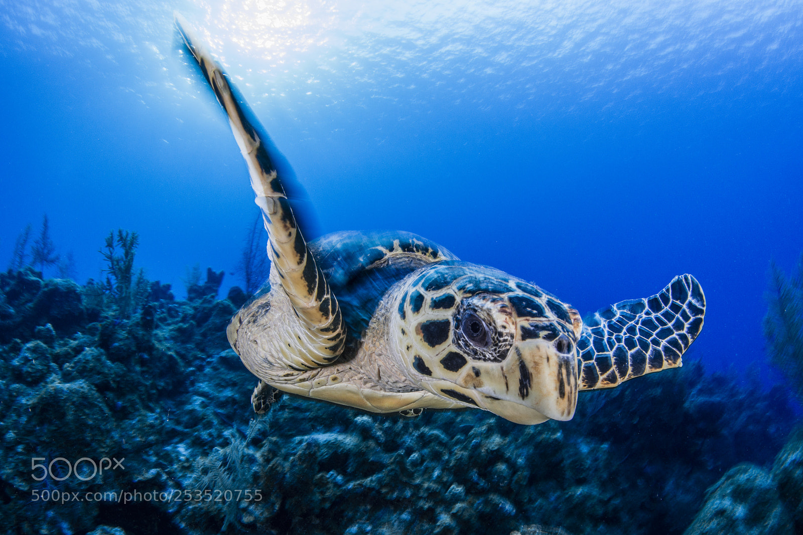 Nikon D800E sample photo. Turtle photography
