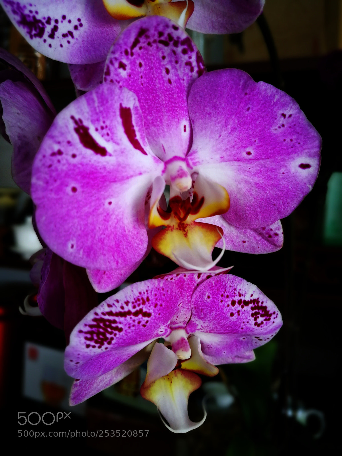 HUAWEI P10 Plus sample photo. Untitled photography