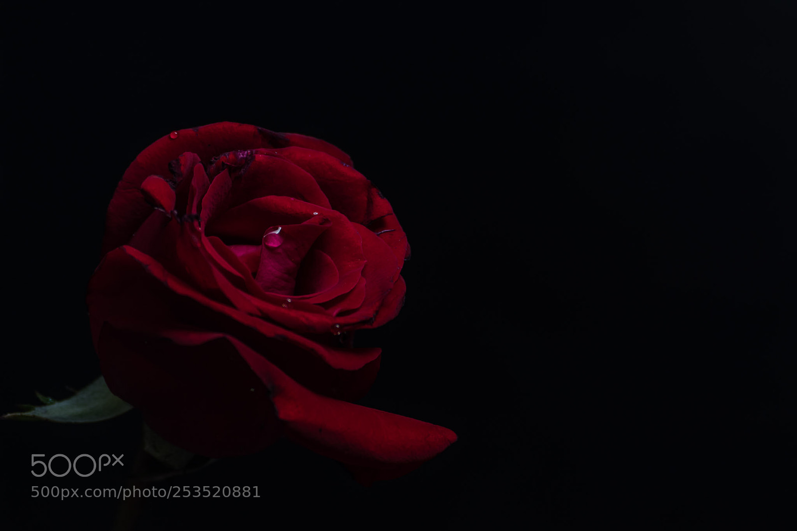 Nikon D5500 sample photo. Rosa photography