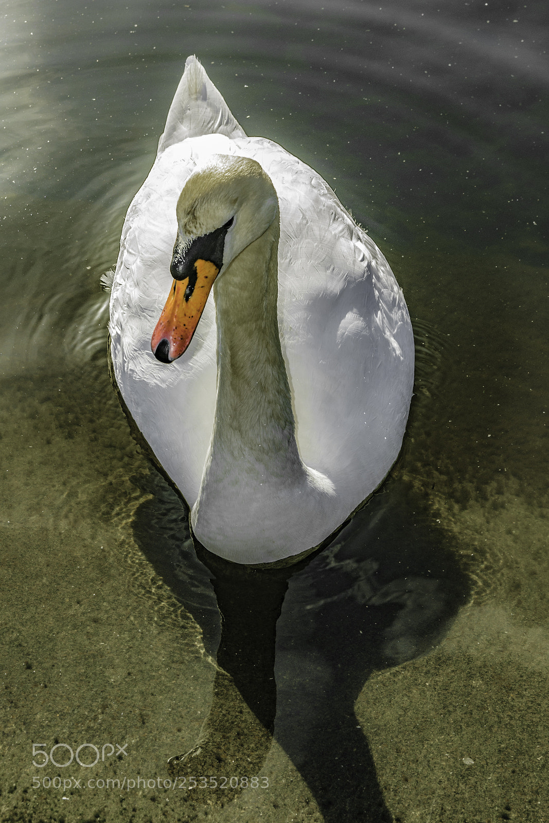 Nikon D5100 sample photo. Bird photography