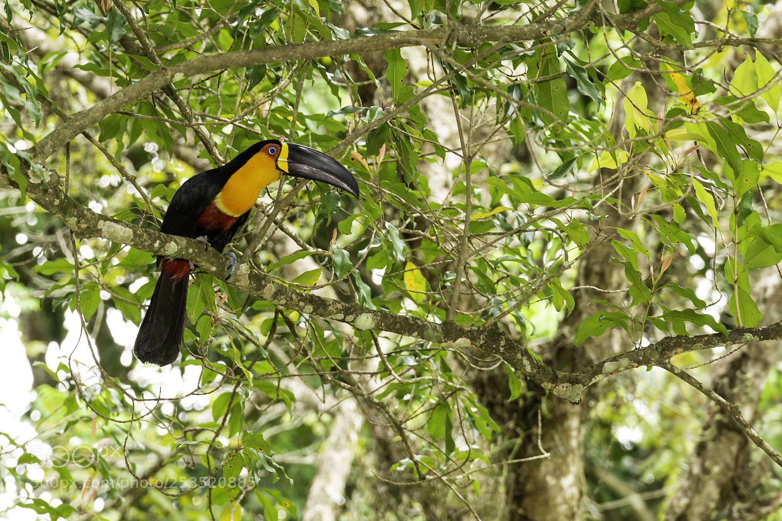 Nikon D610 sample photo. Bird photography
