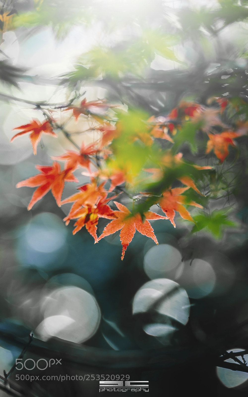 Nikon D4 sample photo. Skt photography
