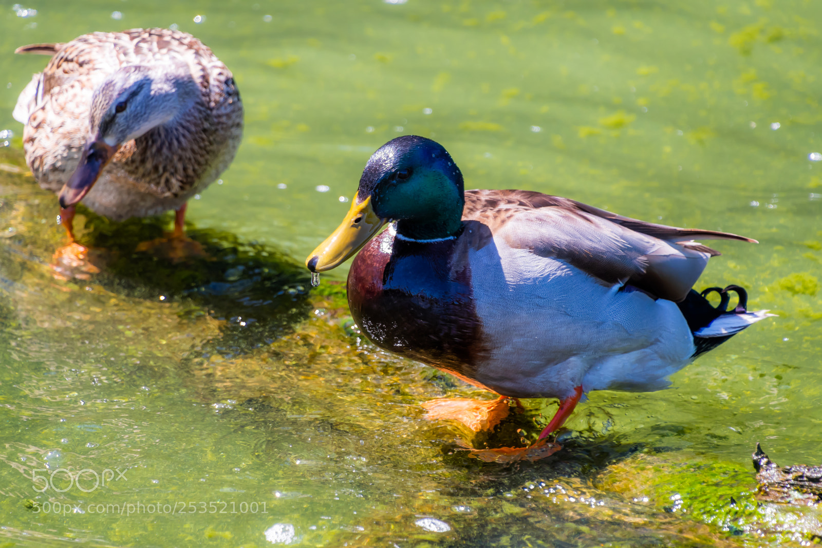 Nikon D7500 sample photo. More ducks photography
