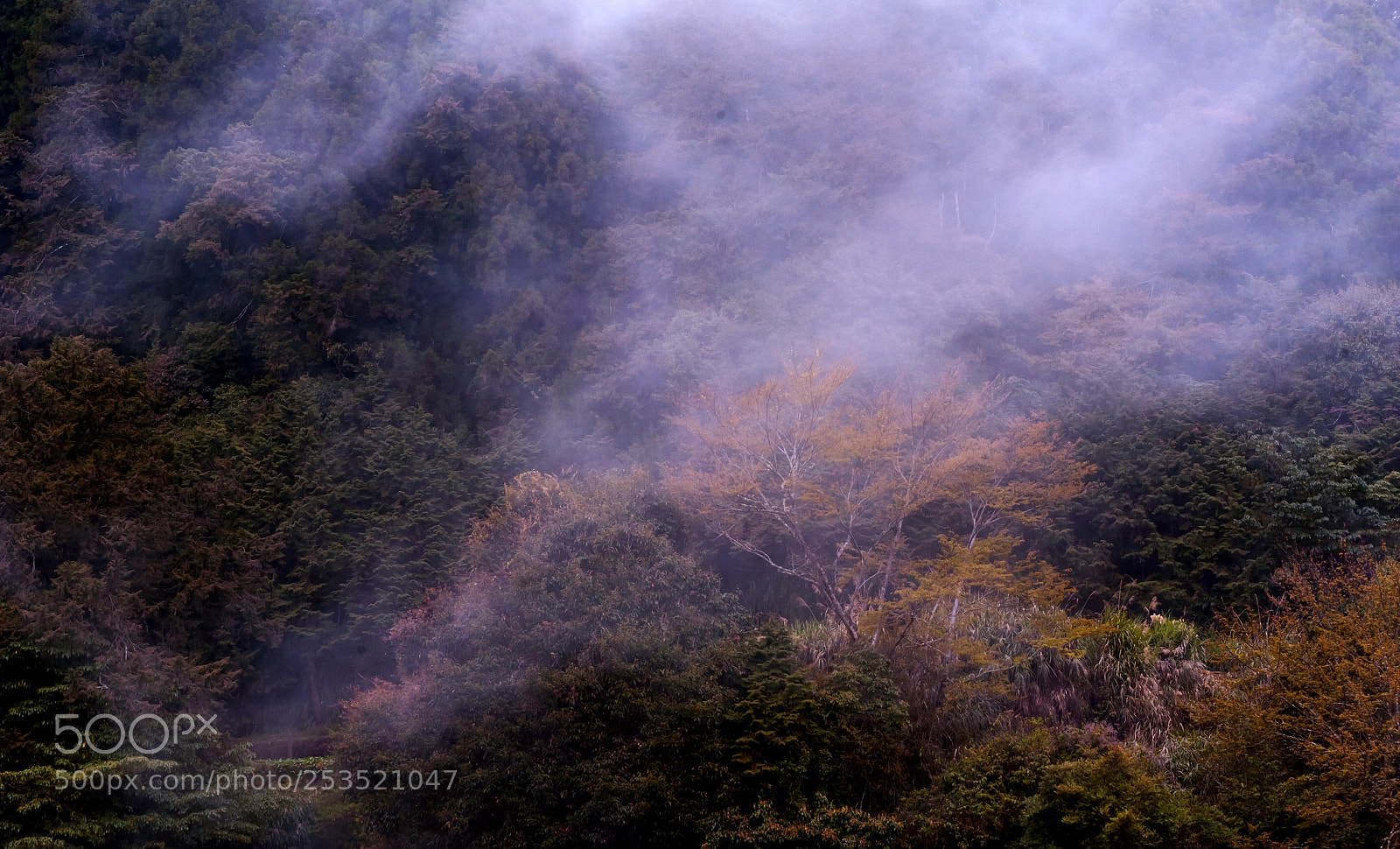 Nikon D700 sample photo. 阿里山云雾 photography