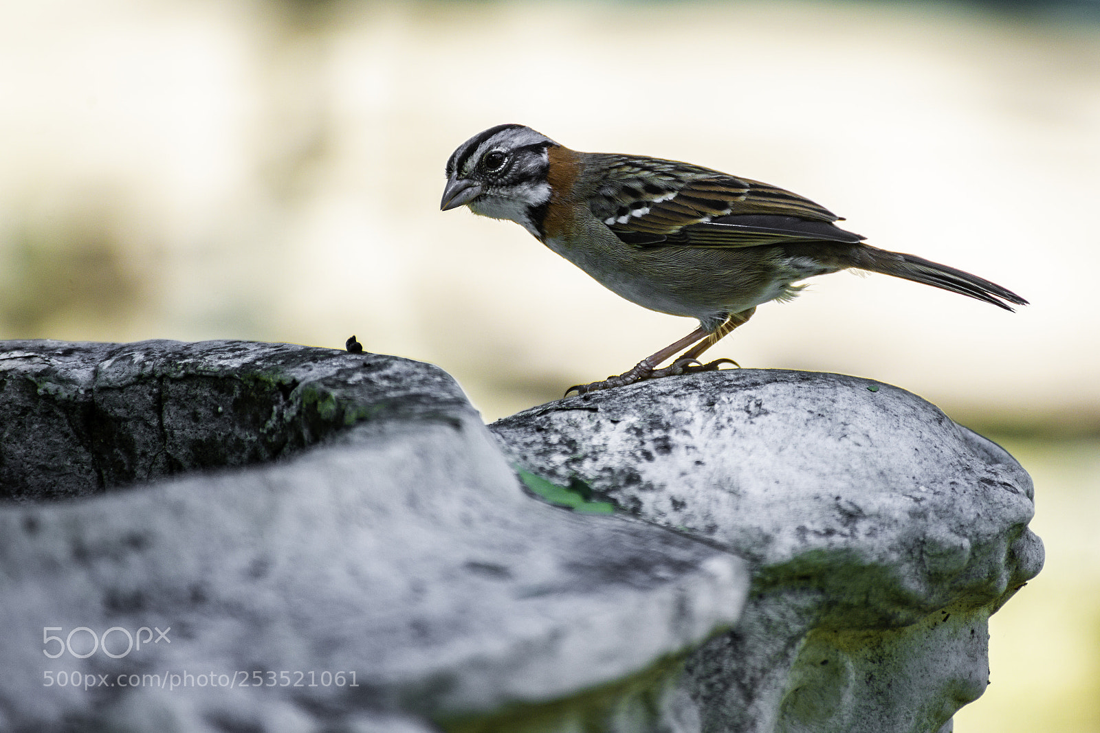 Nikon D610 sample photo. Bird photography