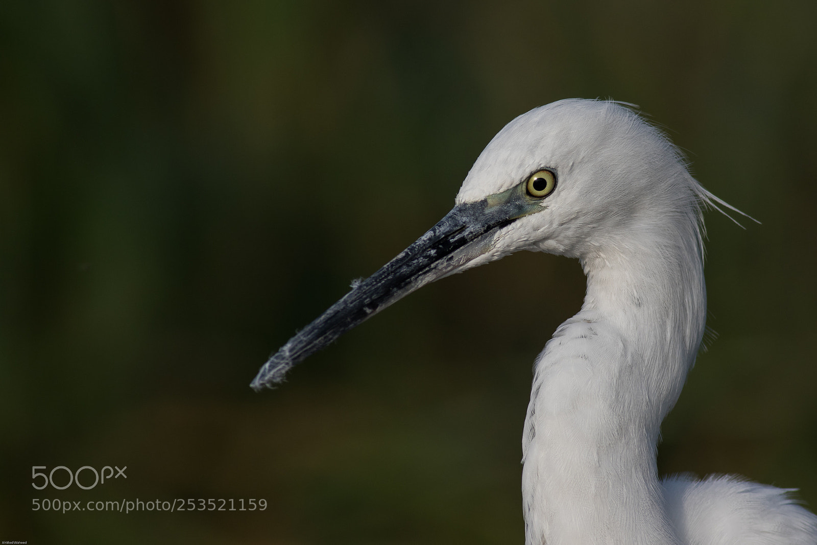 Canon EOS 7D Mark II sample photo. Little egret portrait photography