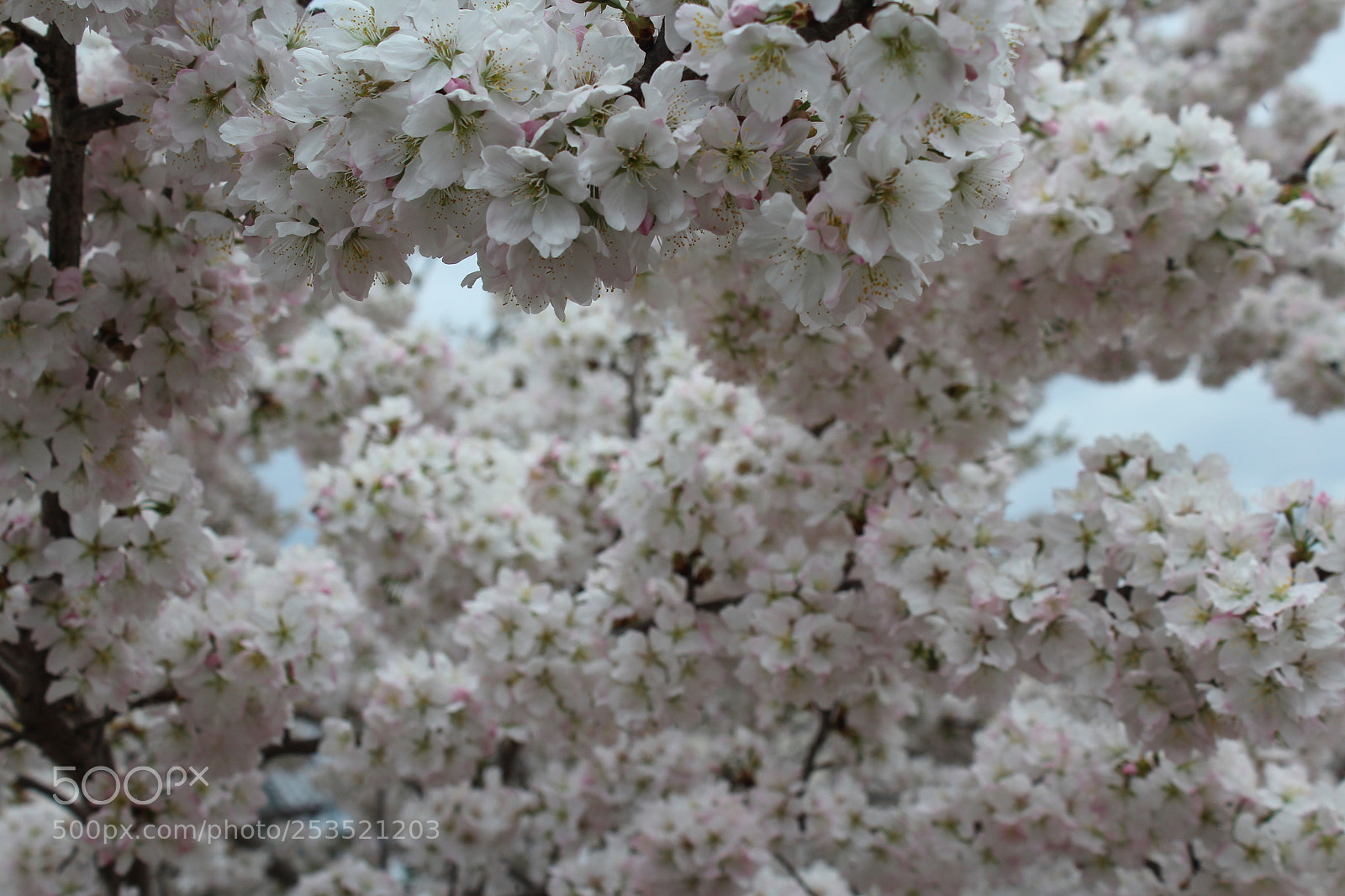 Canon EOS 1200D (EOS Rebel T5 / EOS Kiss X70 / EOS Hi) sample photo. Spring photography