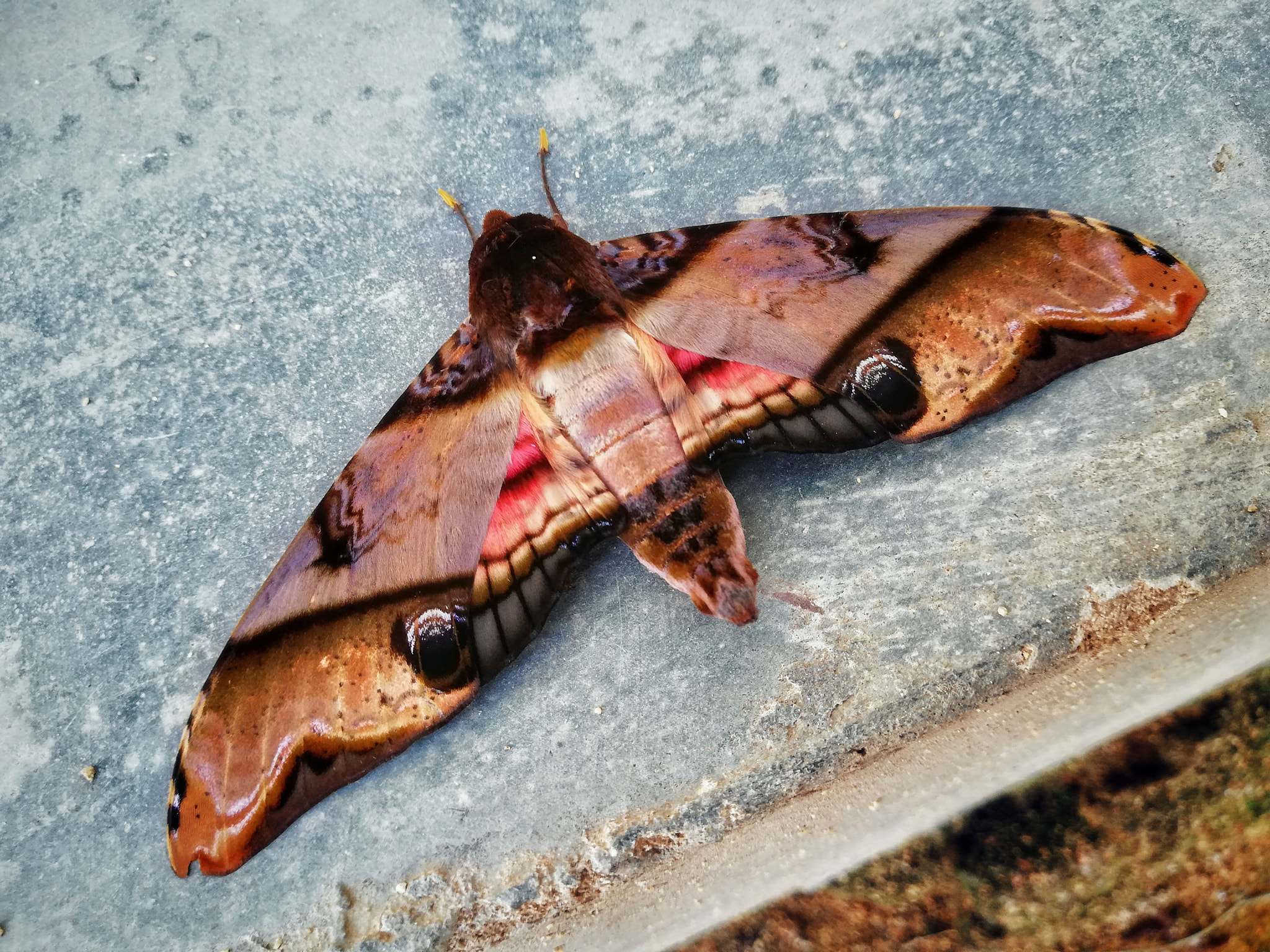 HUAWEI nova 2i sample photo. The eyed hawk moth photography