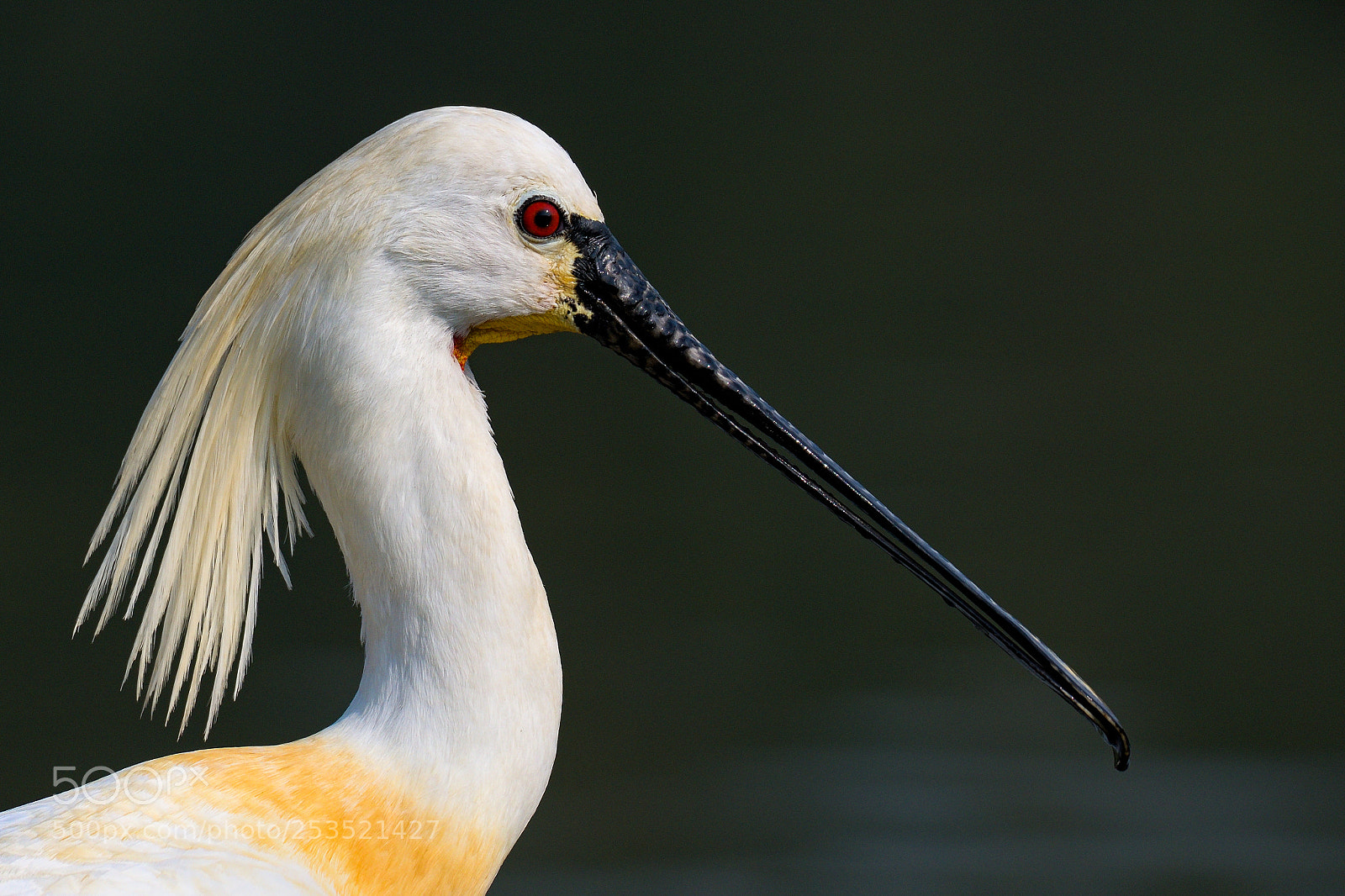 Nikon D850 sample photo. Eurasian spoonbill photography