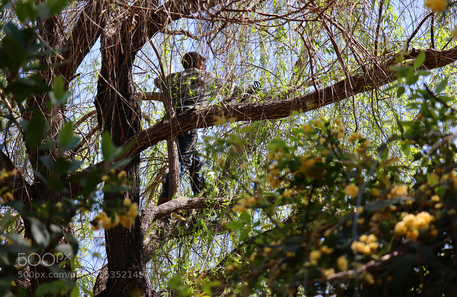 Canon EOS M50 (EOS Kiss M) sample photo. Trimming the weeping willow photography