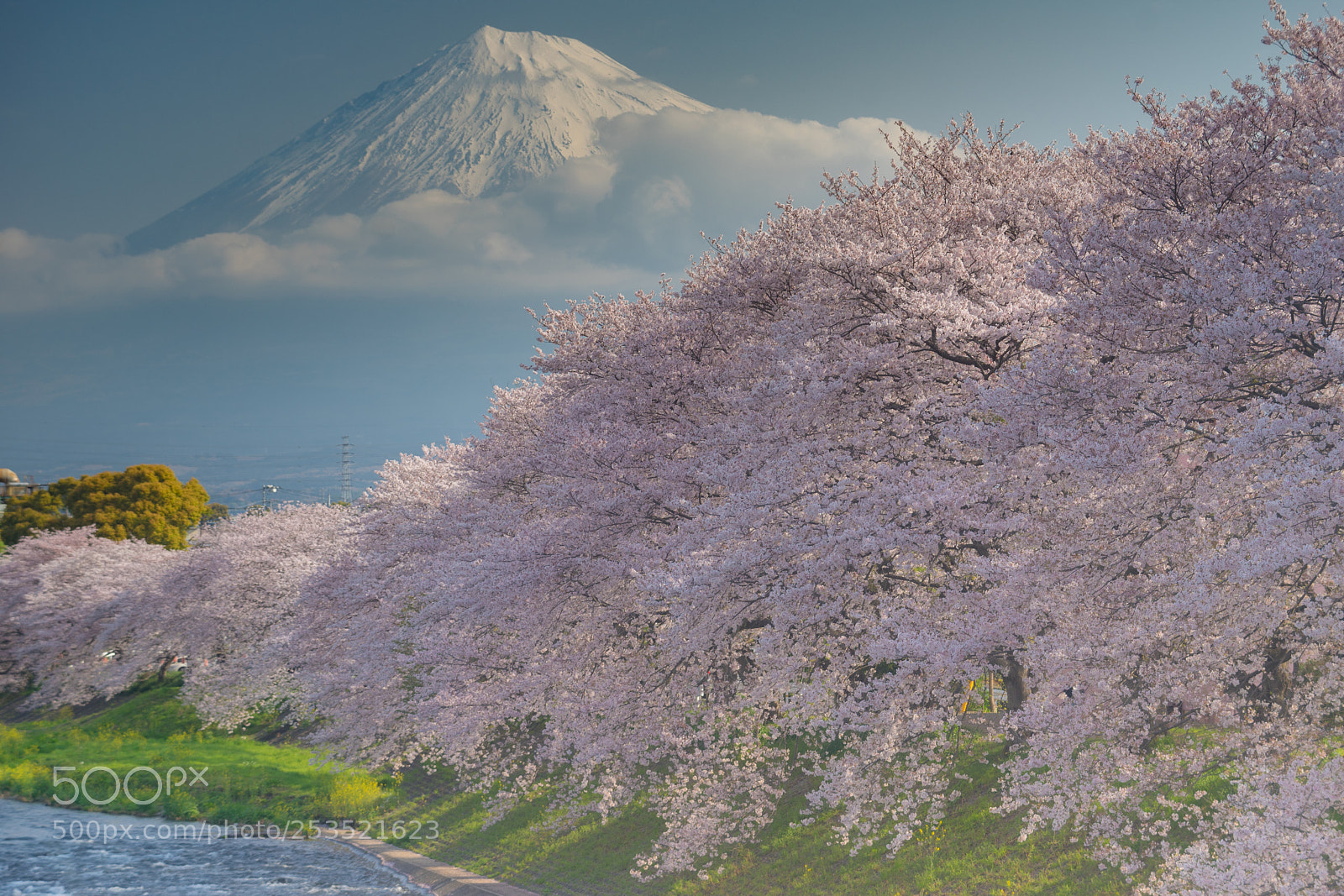 Sony a7 sample photo. Mt.fuji in spring photography
