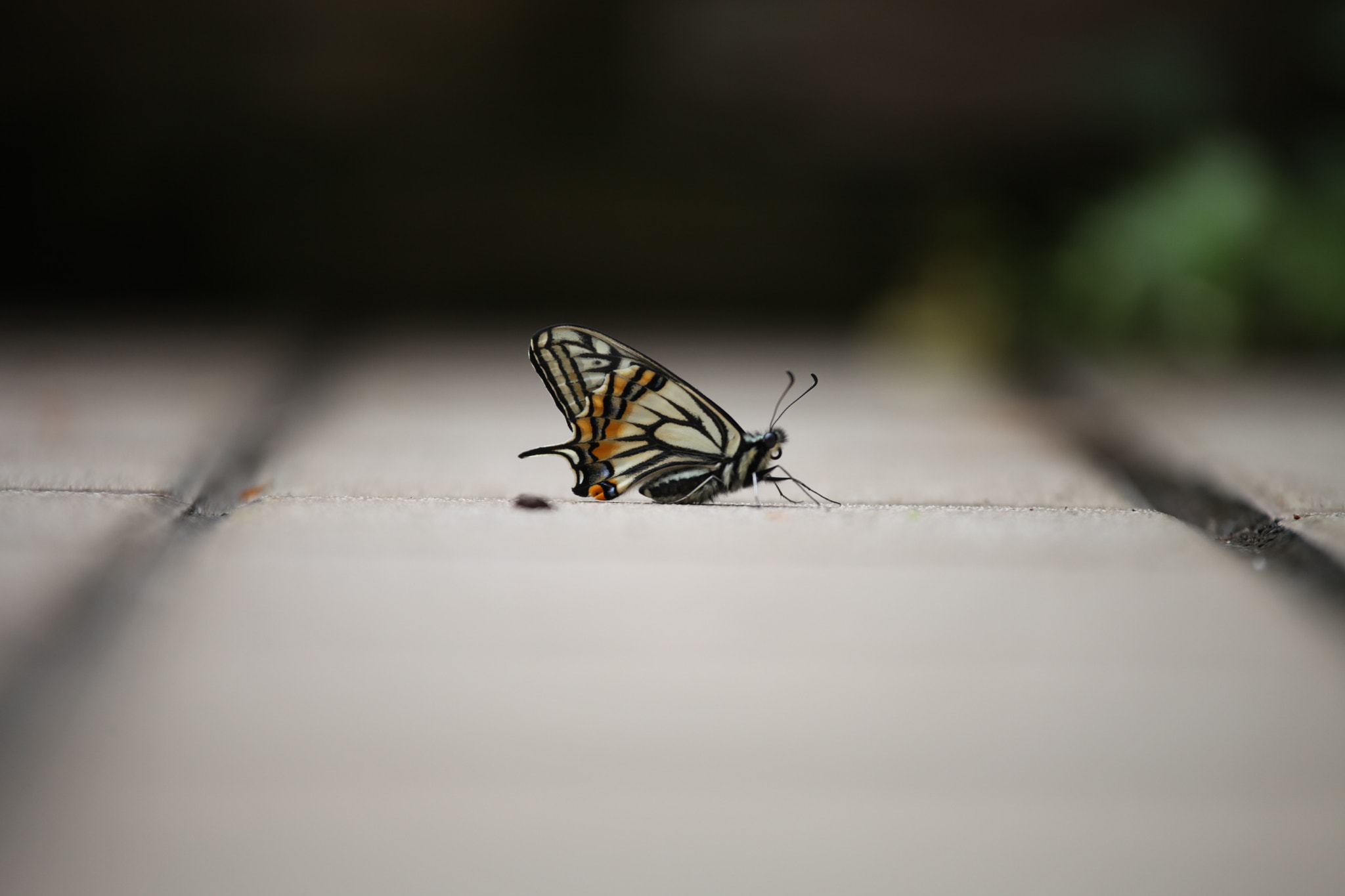 Canon EF 70-200mm F4L USM sample photo. A butterfly photography