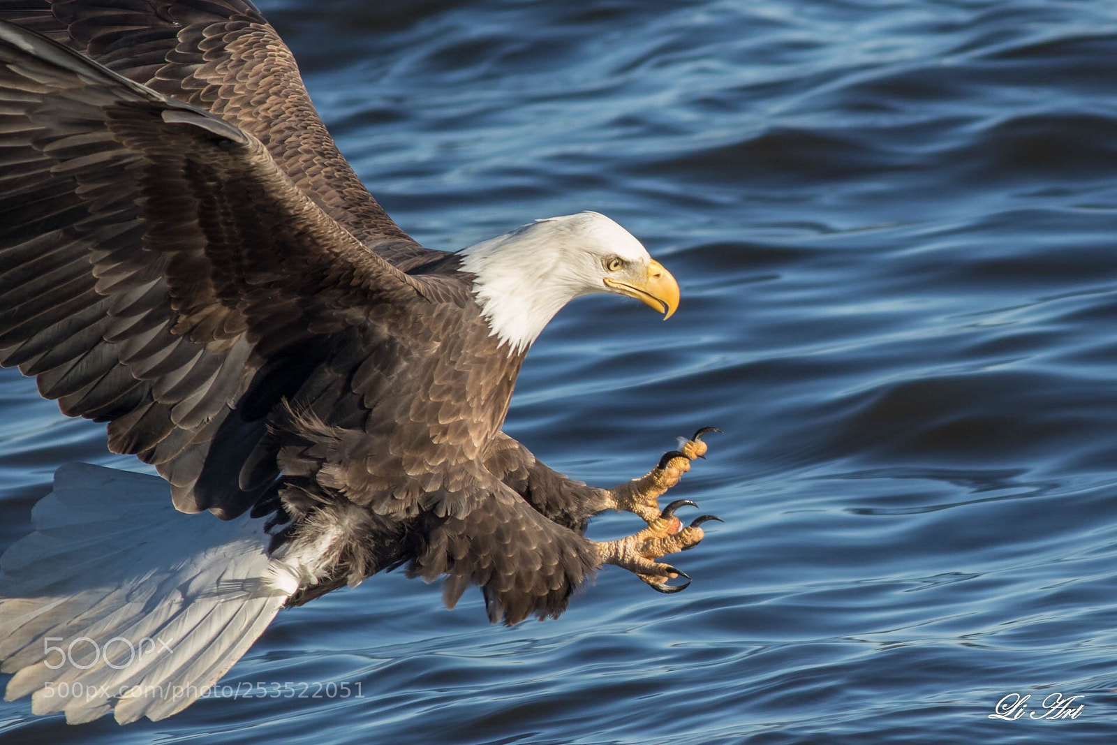Canon EOS 7D Mark II sample photo. Sharp paws photography