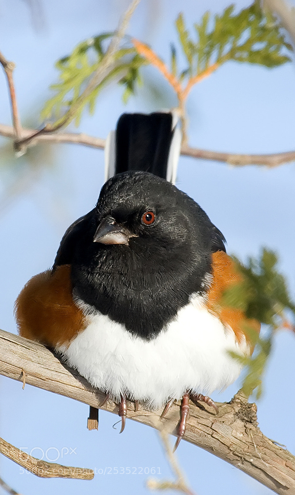 Canon EOS 40D sample photo. Towhee photography