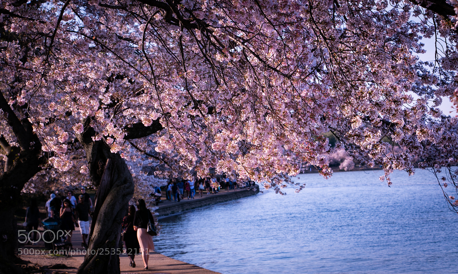Canon EOS 70D sample photo. Cherry_in_dc photography