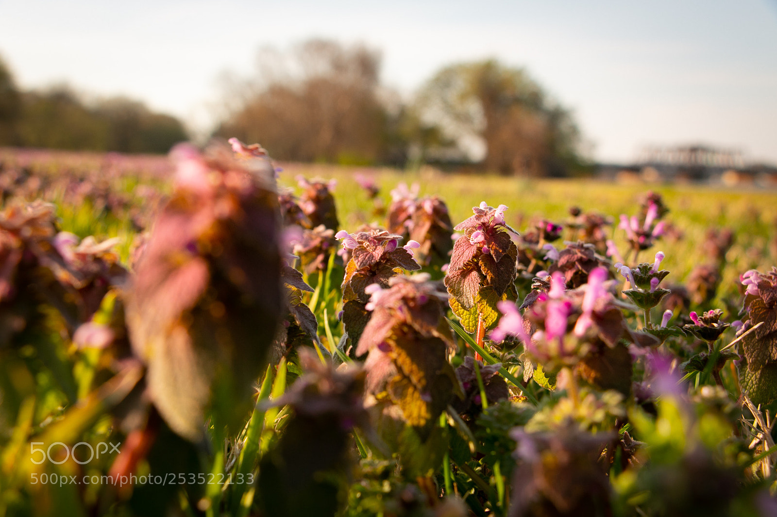 Canon EOS 70D sample photo. Springtime photography