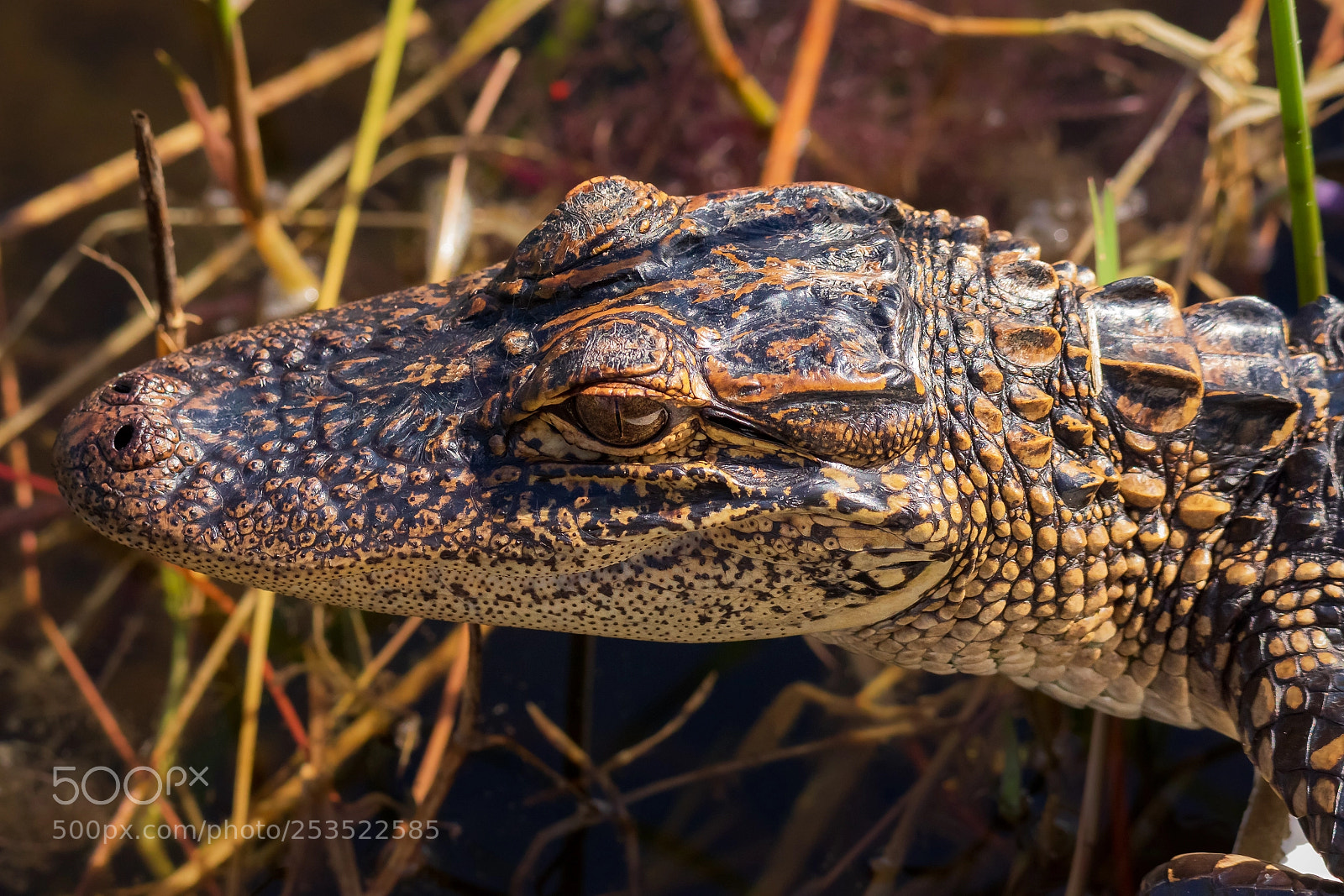 Canon EOS 7D Mark II sample photo. Little alligator photography