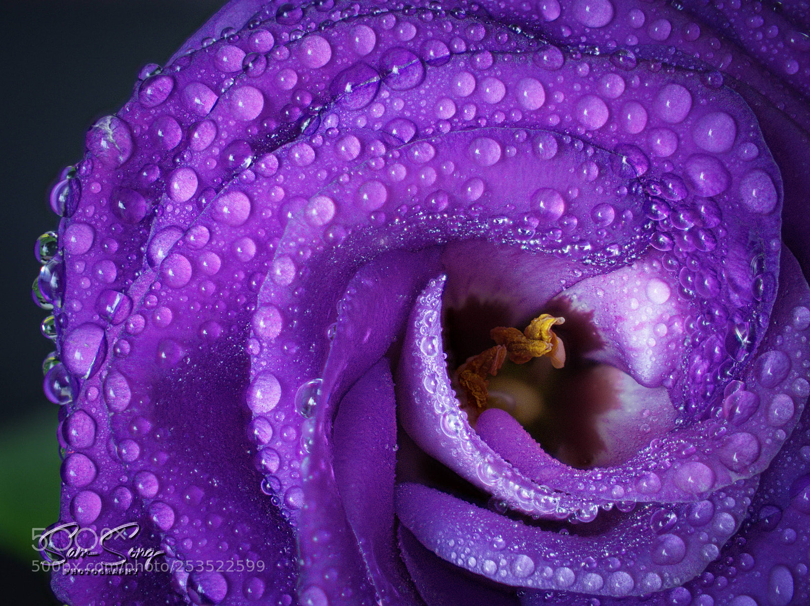 Olympus OM-D E-M10 III sample photo. Stoma close up photography