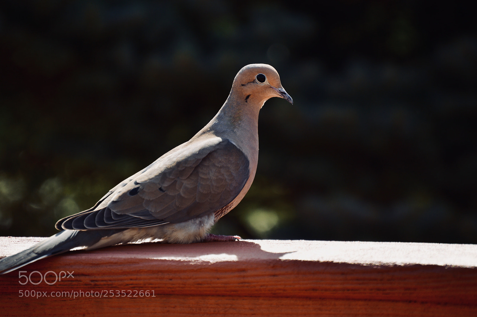 Nikon D3200 sample photo. Mourning dove 3 photography