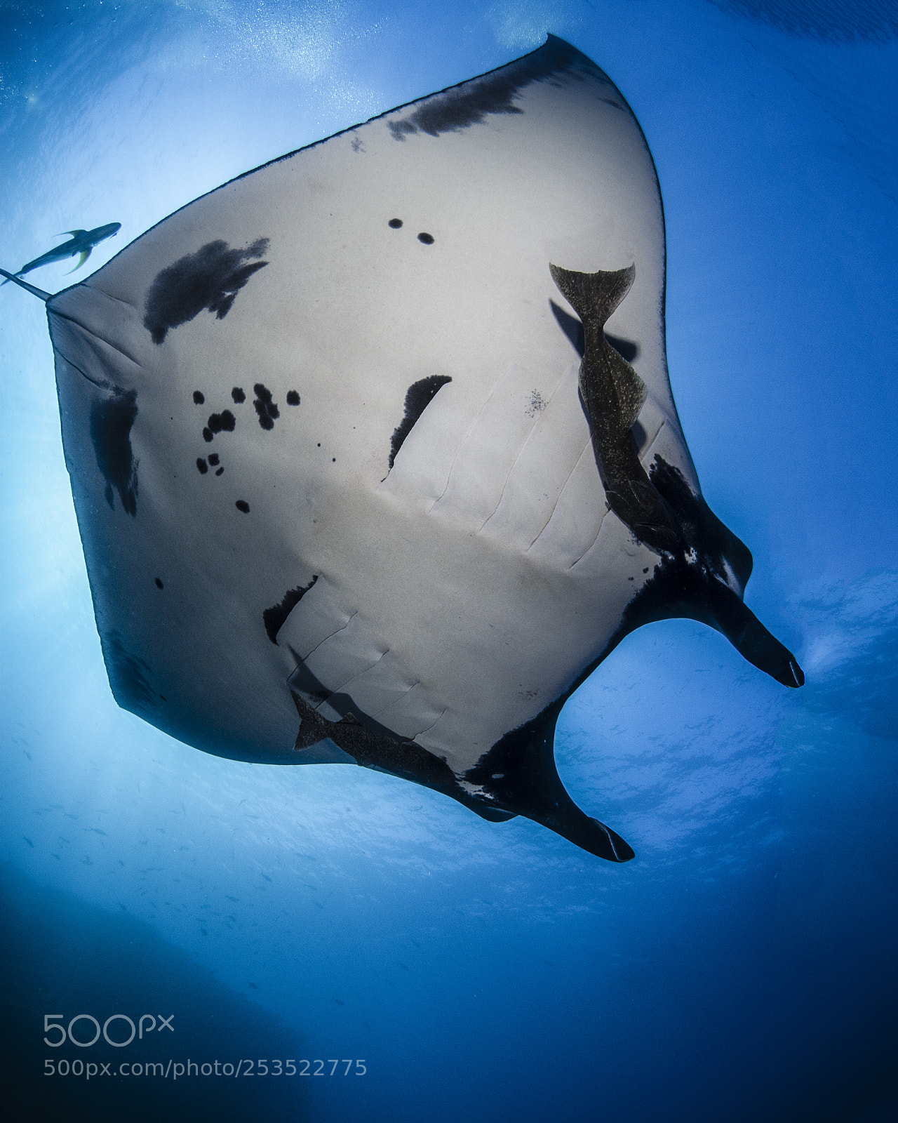Nikon D200 sample photo. Manta ray photography