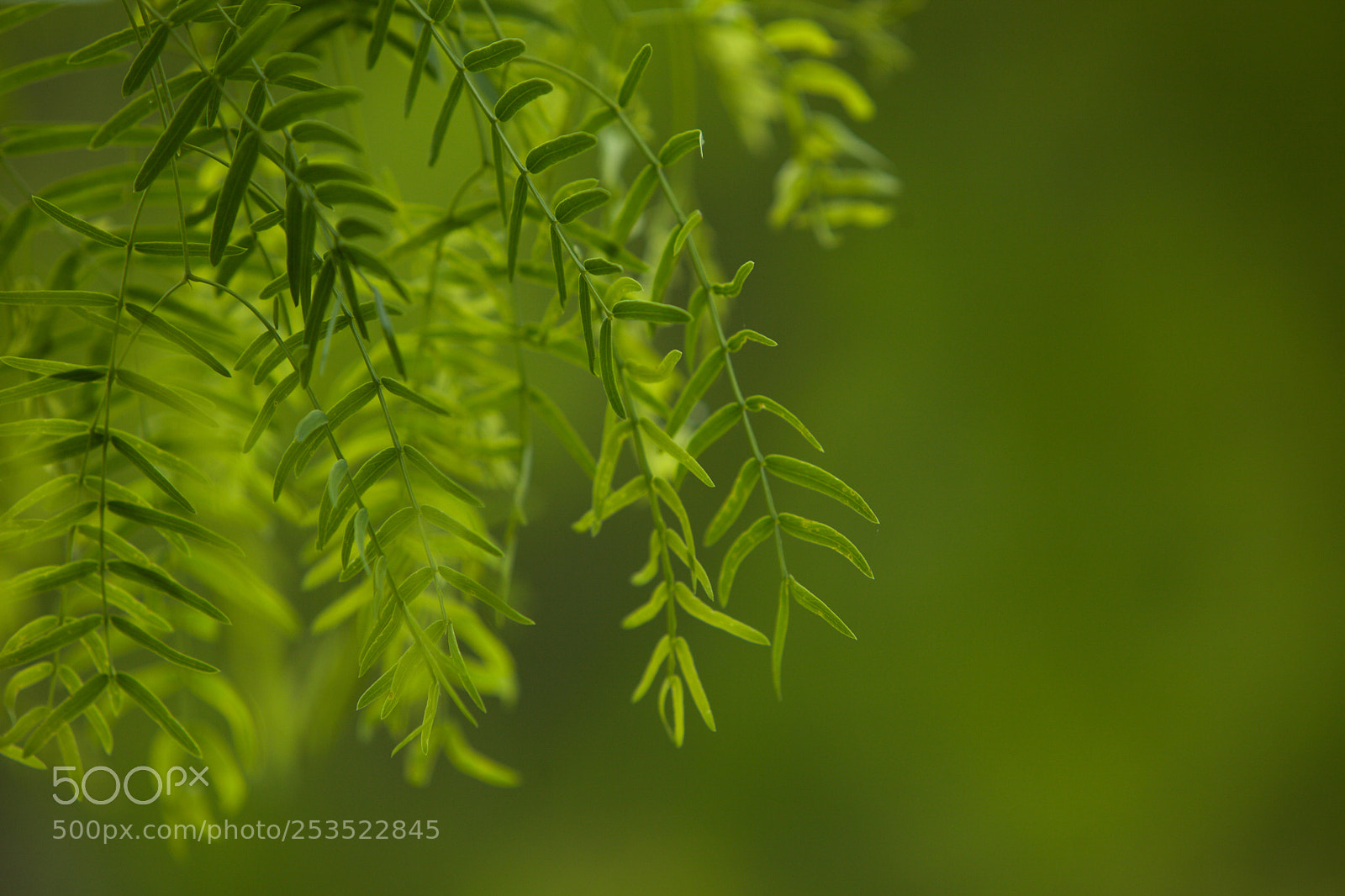 Canon EOS 5D Mark II sample photo. Puro verde photography