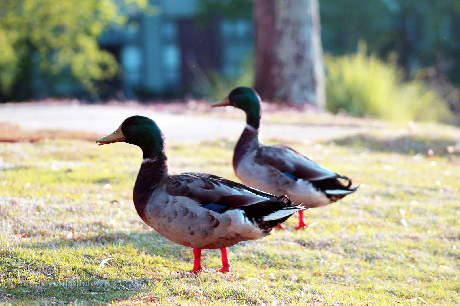 Canon EOS 1300D (EOS Rebel T6 / EOS Kiss X80) sample photo. Ducks photography