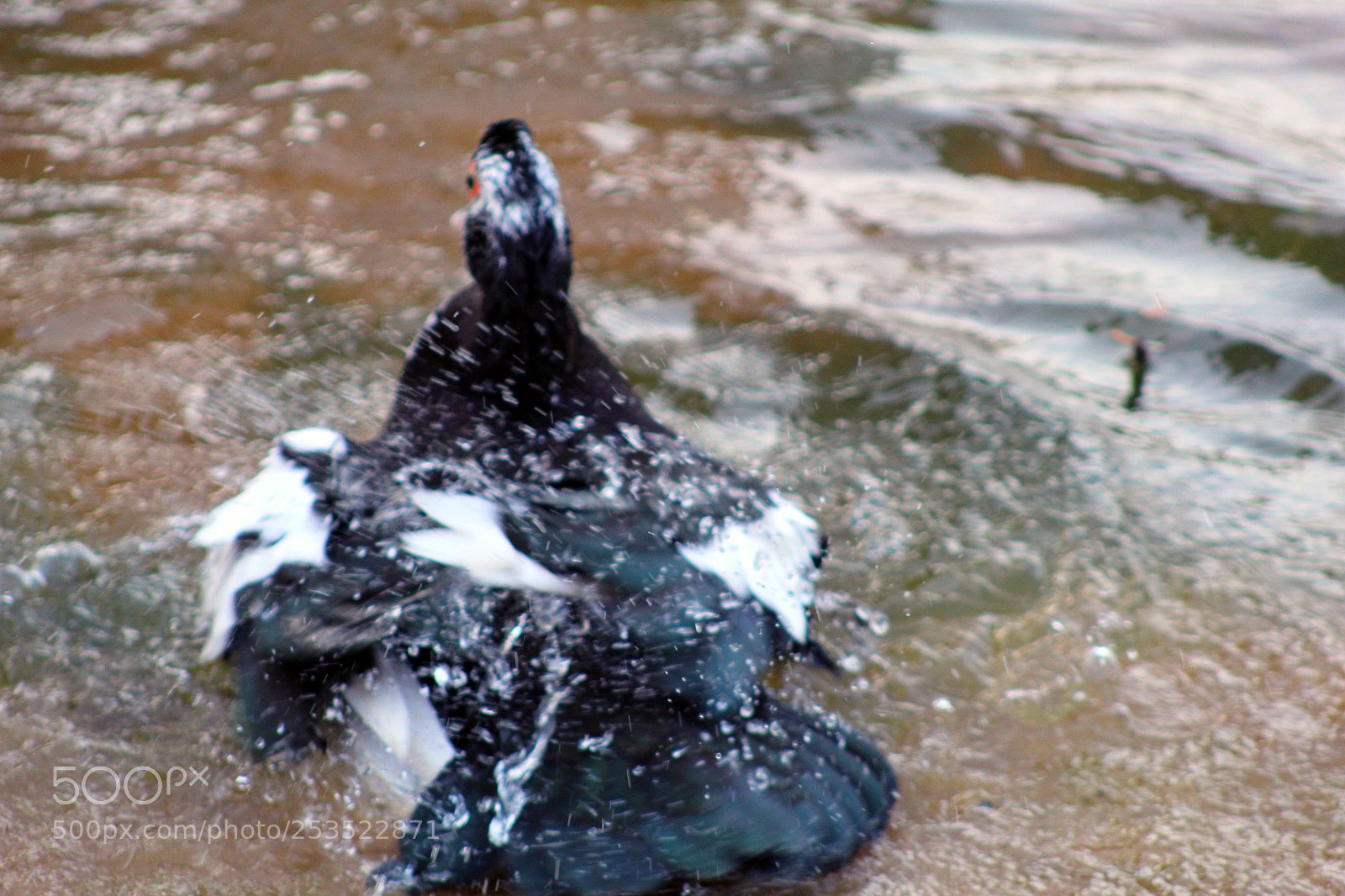 Canon EOS 1300D (EOS Rebel T6 / EOS Kiss X80) sample photo. Duck bath photography