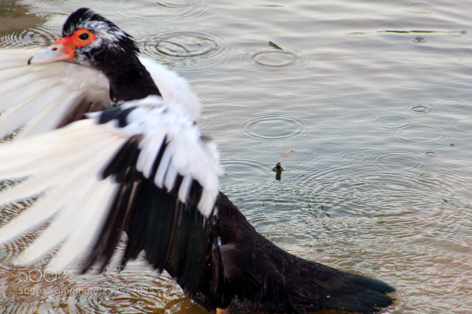 Canon EOS 1300D (EOS Rebel T6 / EOS Kiss X80) sample photo. Featherflap photography