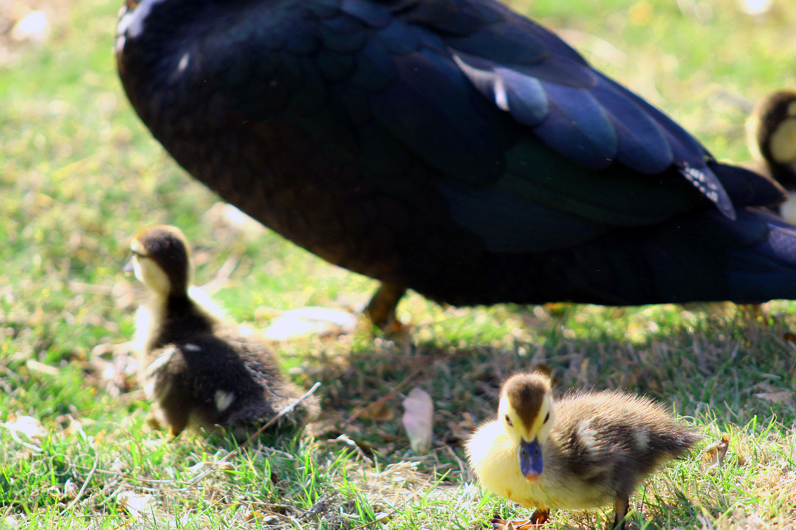Canon EOS 1300D (EOS Rebel T6 / EOS Kiss X80) sample photo. Duckling photography