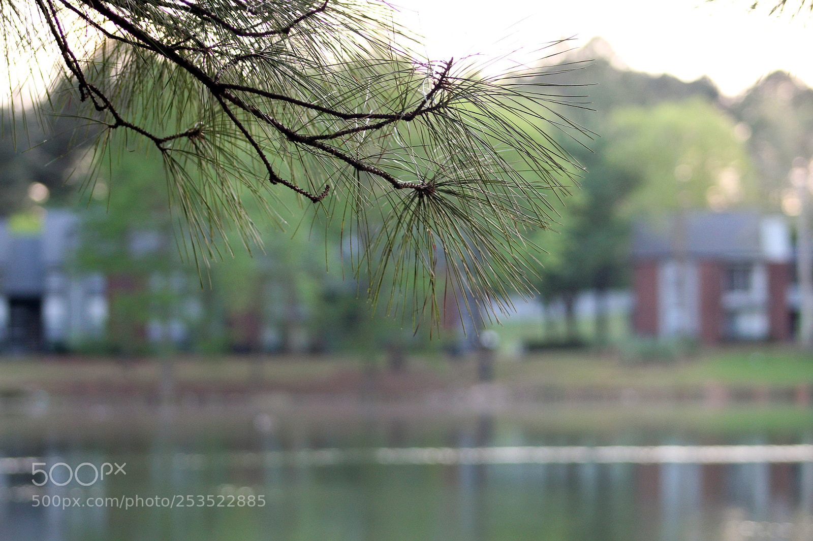 Canon EOS 1300D (EOS Rebel T6 / EOS Kiss X80) sample photo. Pine photography