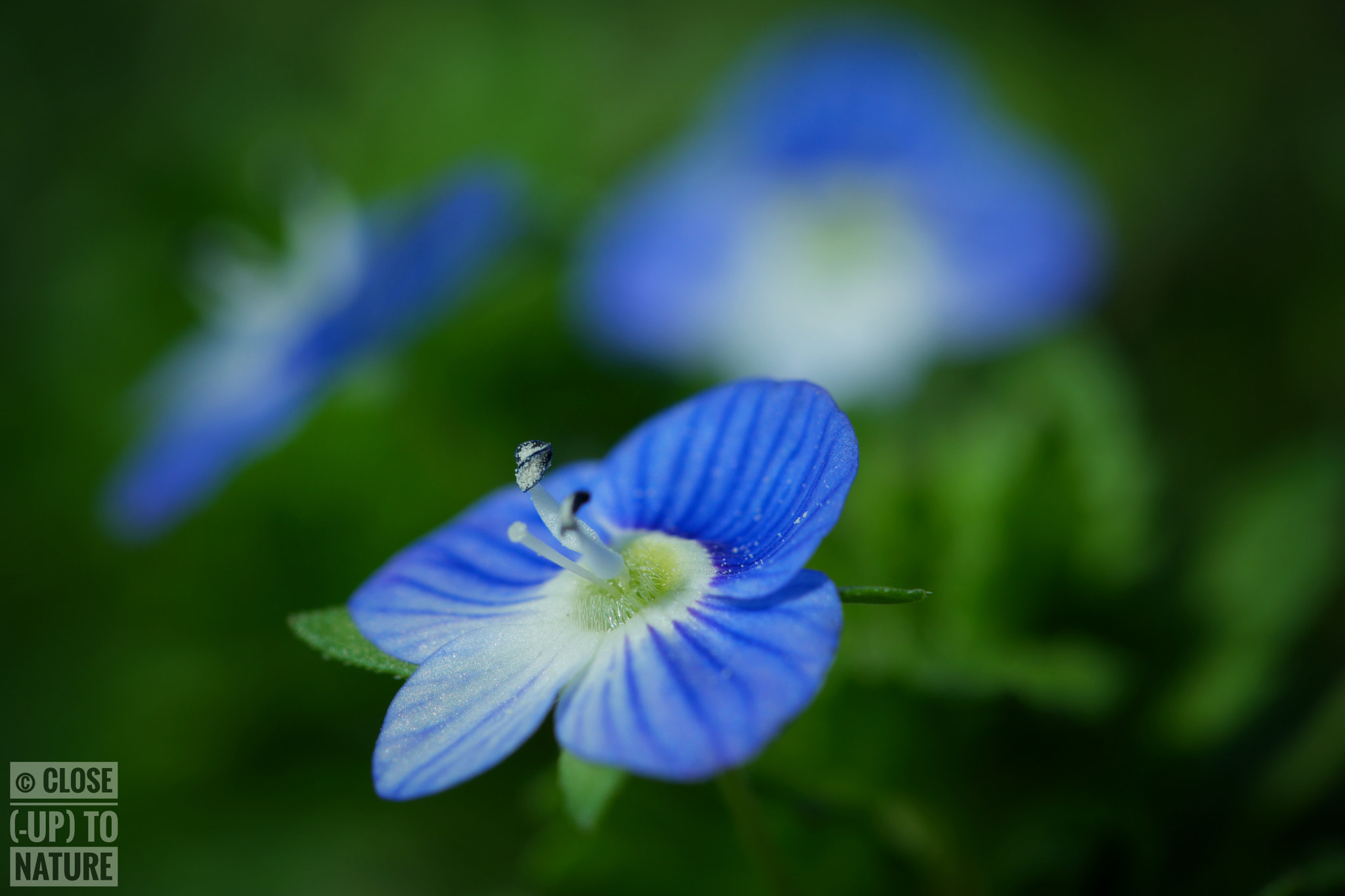 Samsung NX500 sample photo. Veronica persica (3) photography