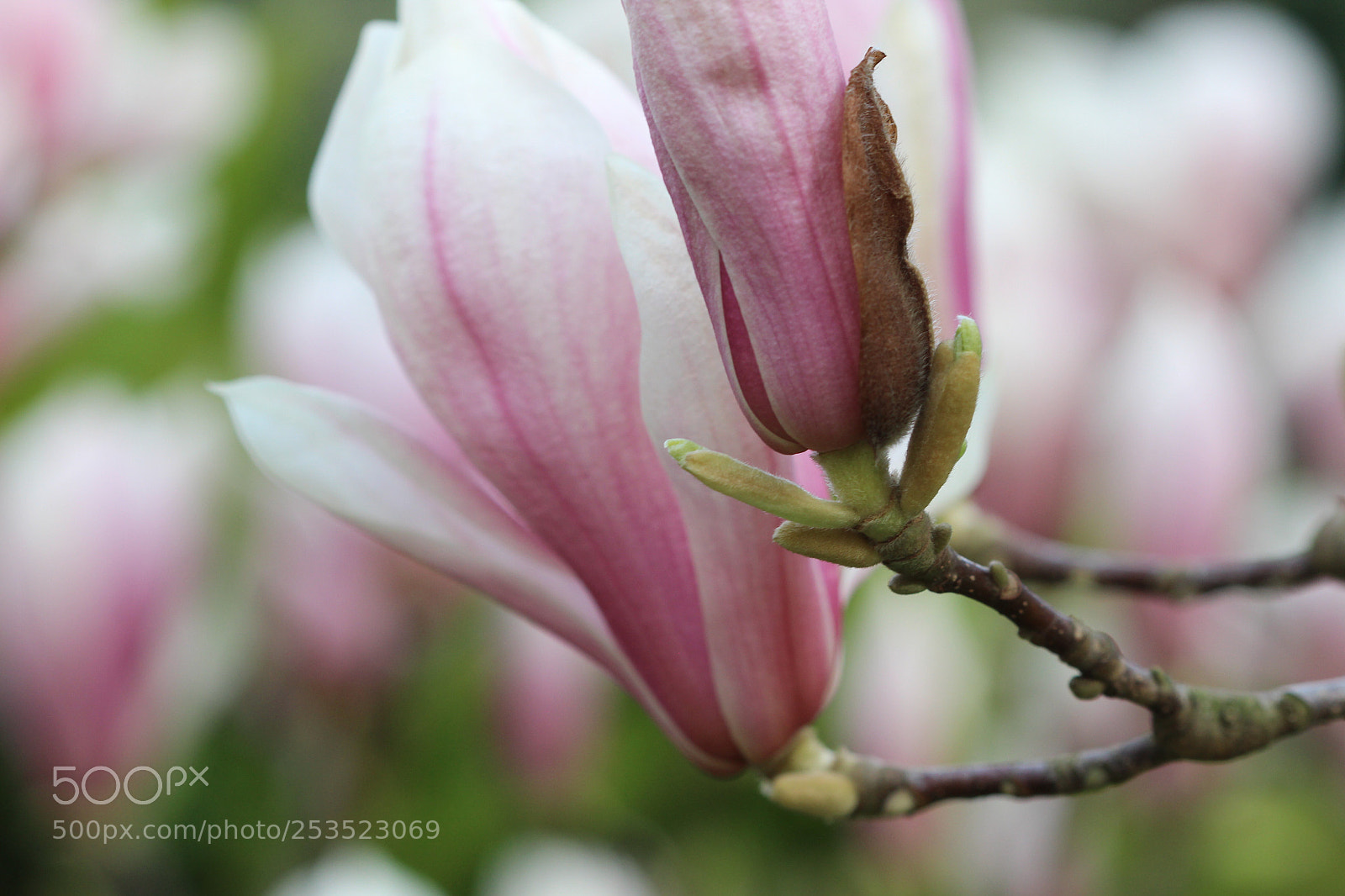 Canon EOS 600D (Rebel EOS T3i / EOS Kiss X5) sample photo. Magnolia  photography