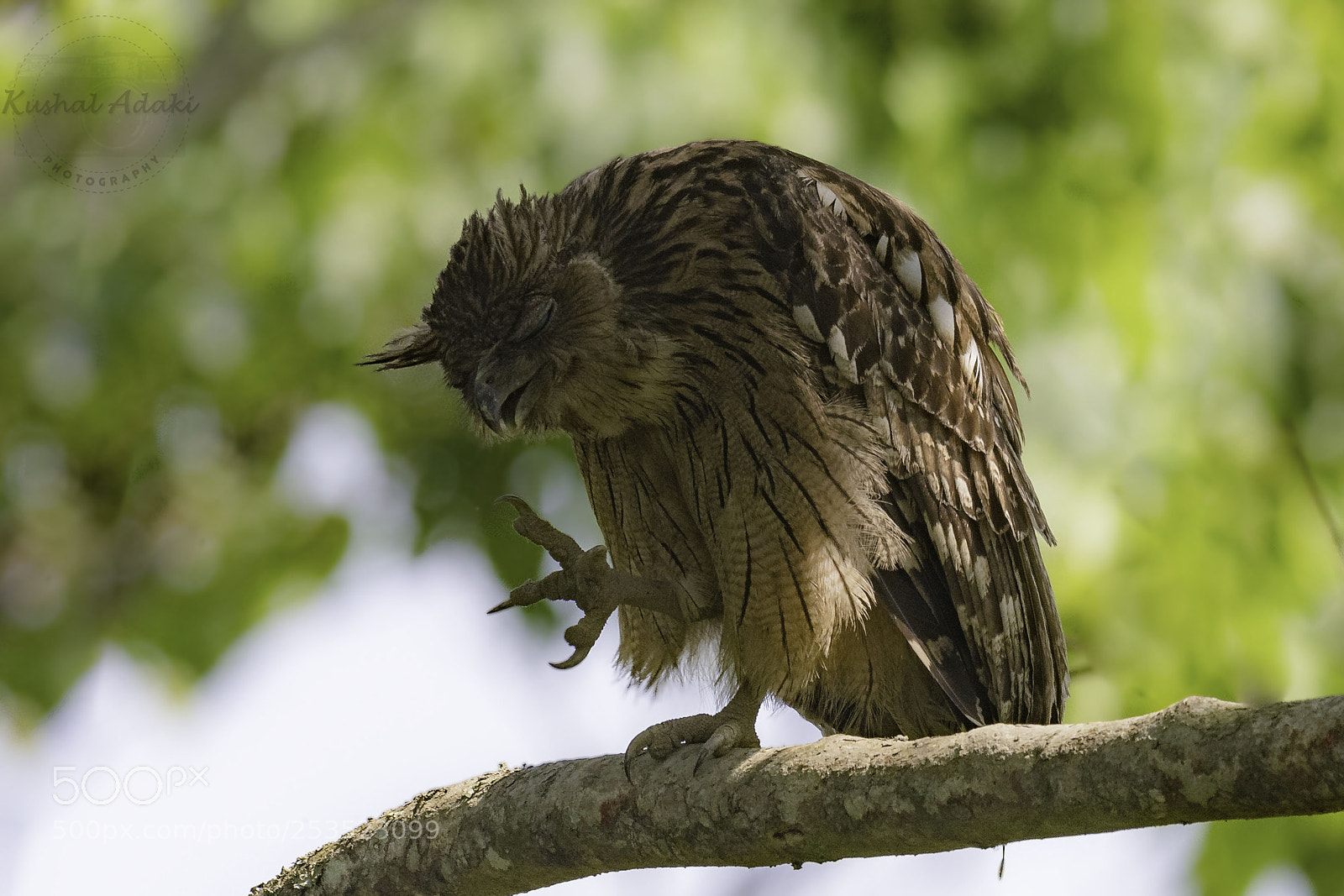 Nikon D500 sample photo. Brown fish owl photography