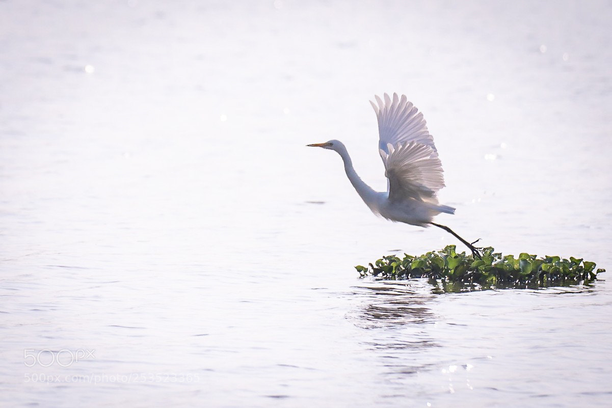 Nikon D500 sample photo. Heron in flight photography