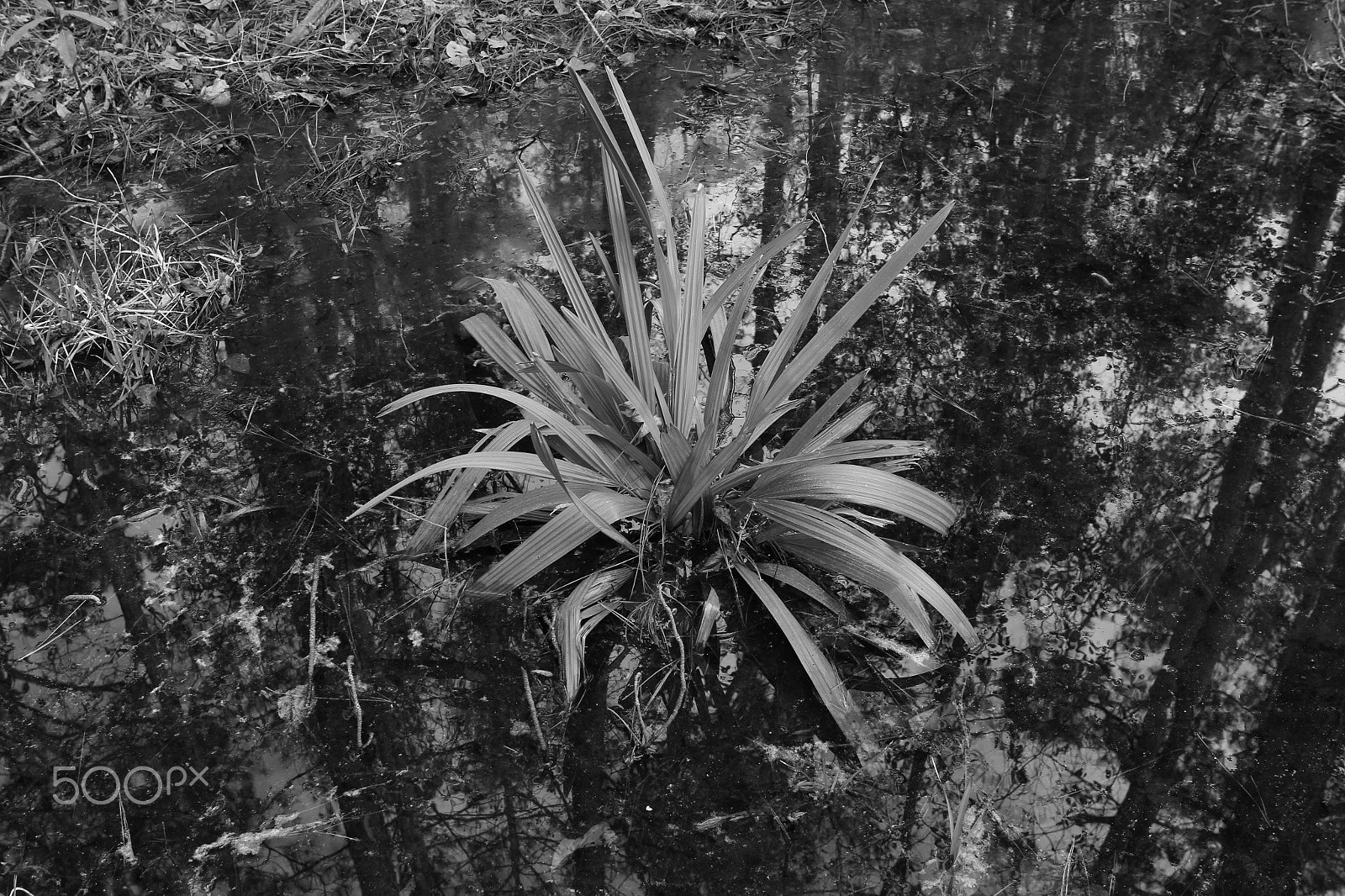 Canon EF-S 24mm F2.8 STM sample photo. Fern photography