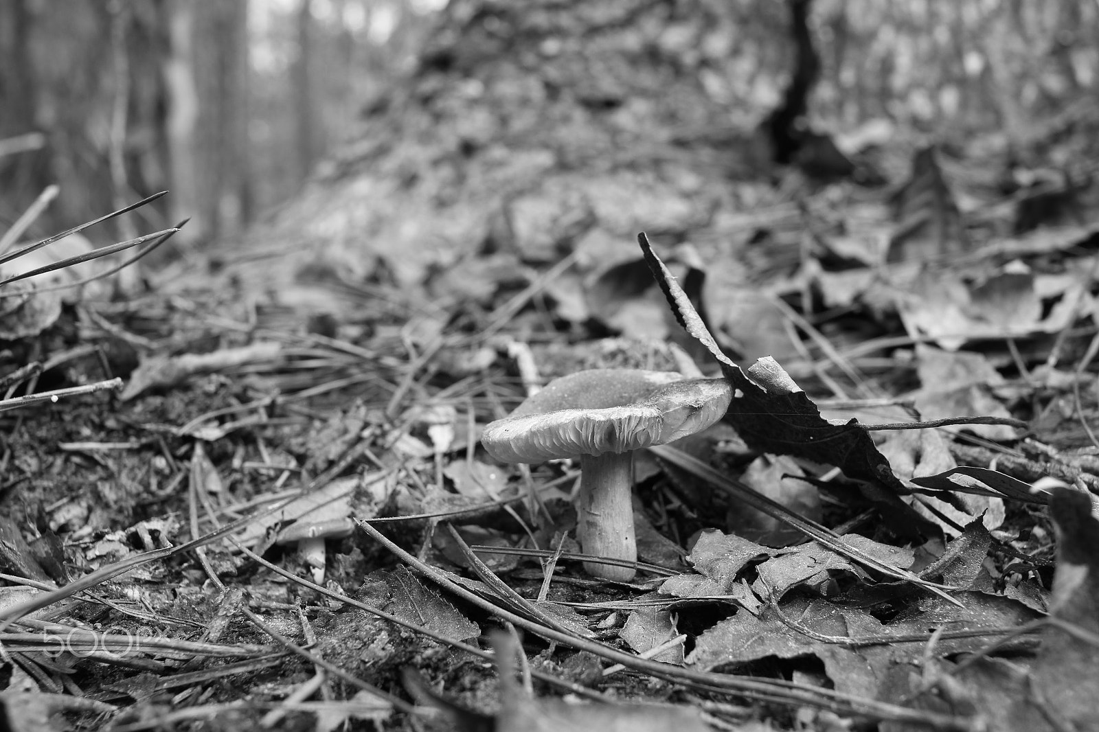 Canon EF-S 24mm F2.8 STM sample photo. Toadstool photography