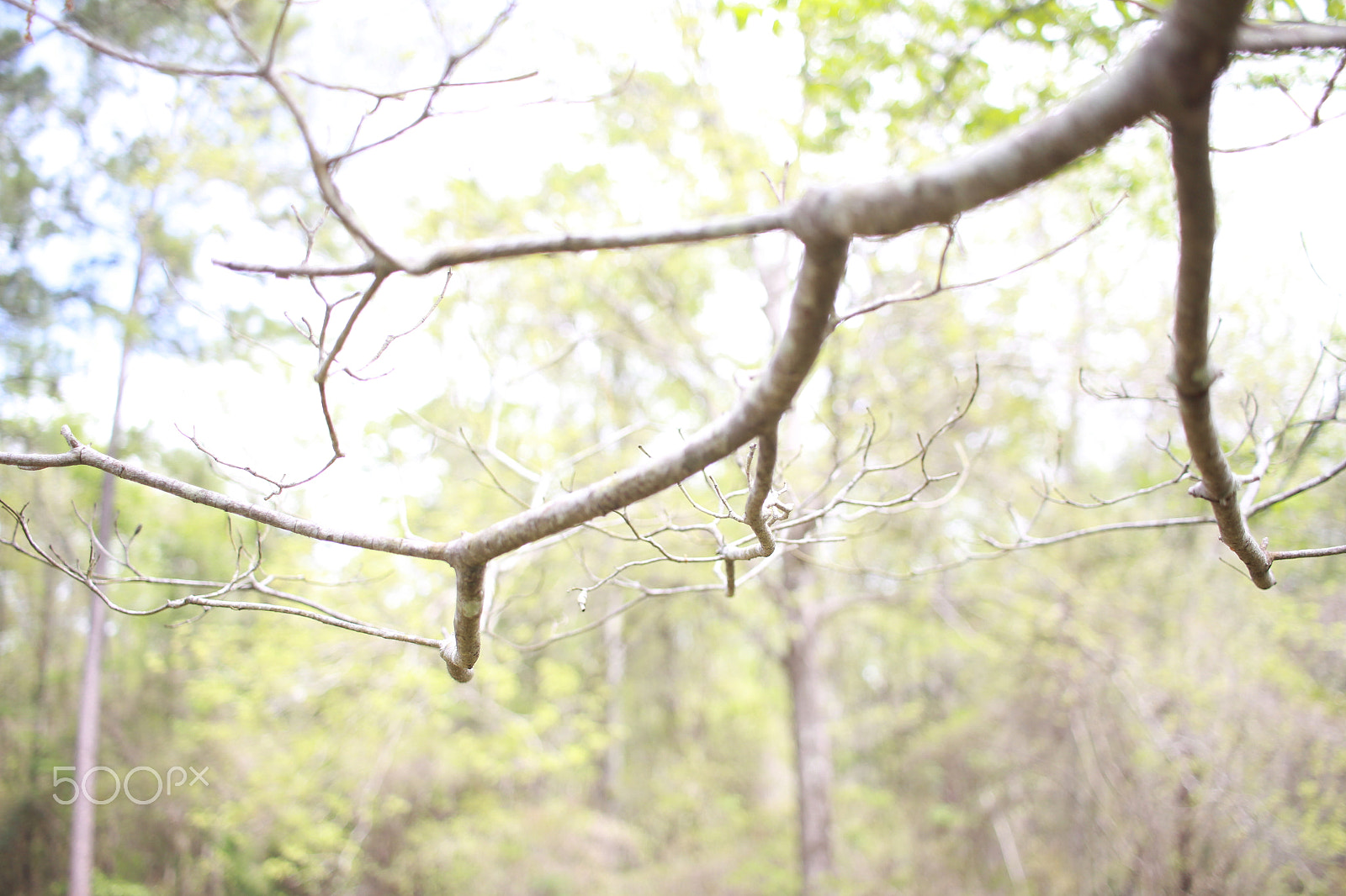 Canon EF-S 24mm F2.8 STM sample photo. Nerve photography